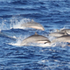 A group of Fraser’s dolphins spotted near Hawaii.